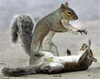 Fighting Squirrels Image